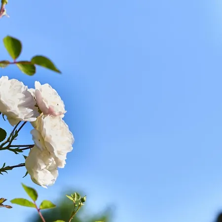 加尼布赫妮霍夫酒店 招待所 3*