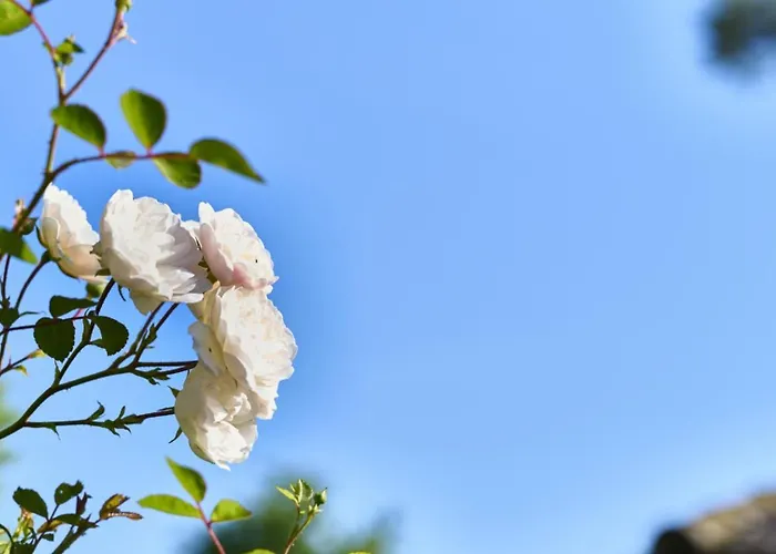 Garni Buchenhof Pensión 3*